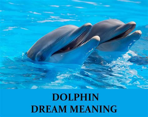 Dolphin S Dream Bodog